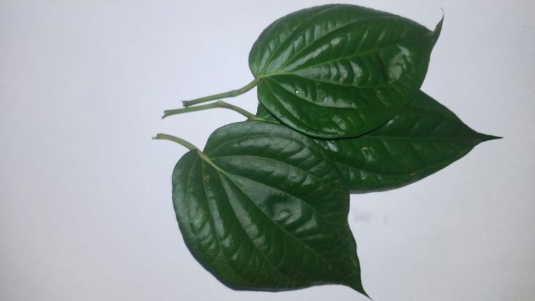 WhatsApp Image 2025-11-18 at 03.34.48